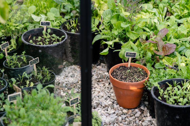 Home garden edible garden in pots