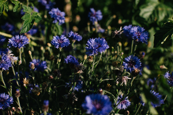 Flowers on the Wildside, Wild about Flowers