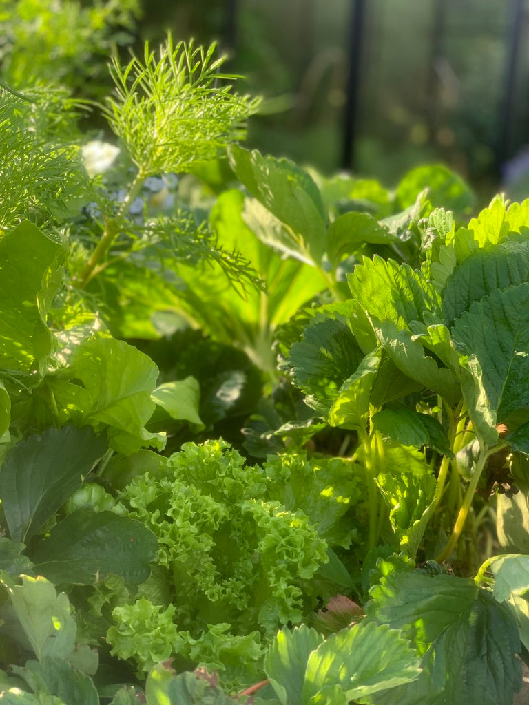 Anna Hiatt Homegrown lettuce plants