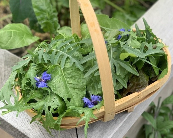 Homegrown garden produce in a basket