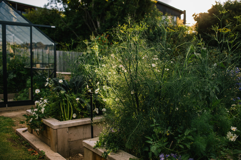 The Full Monty Hiatt & co Edible garden kit