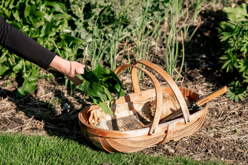 Anna Hiatt picking homegrown Spinach