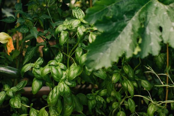 Homegrown basil plants