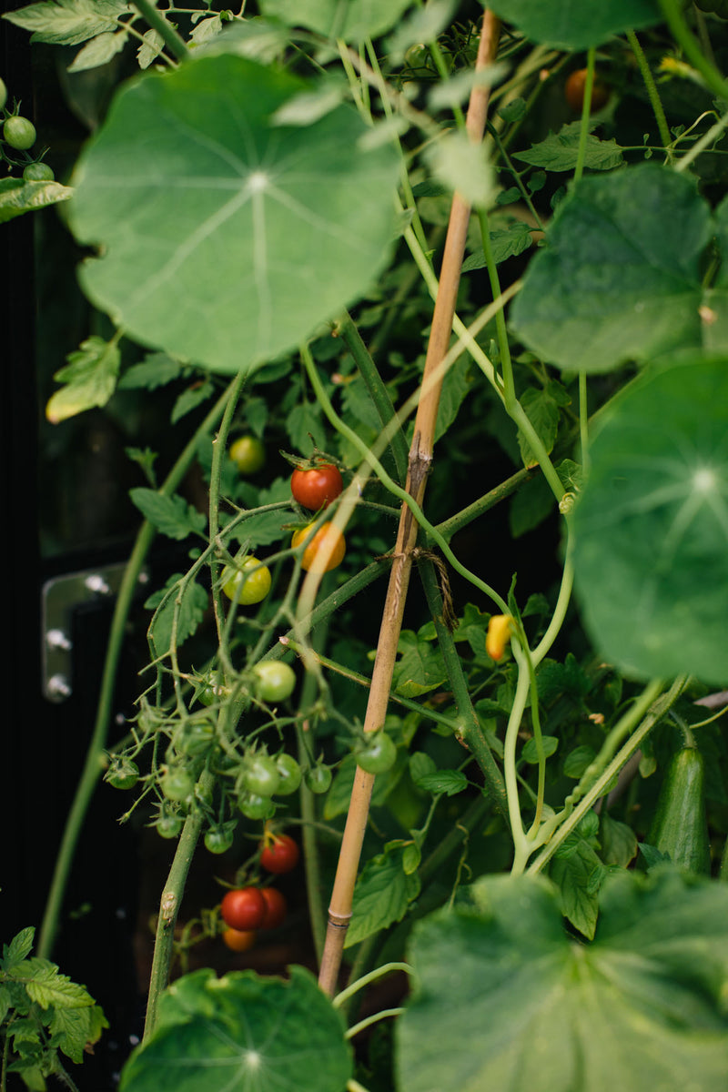 Homegrown tomato plants