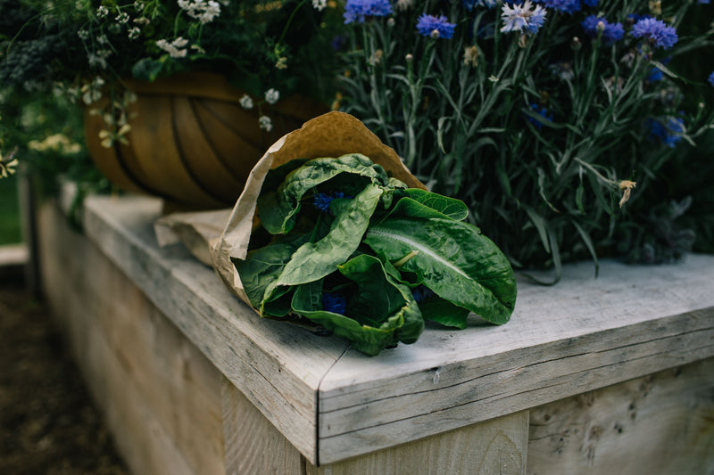 Anna Hiatt's homegrown lettuce