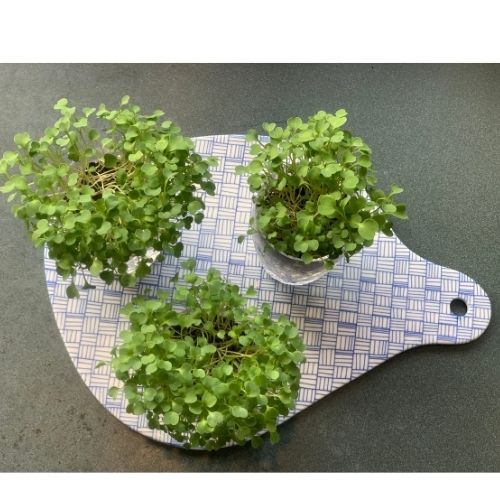 Mighty Minis Microgreens top-up pack