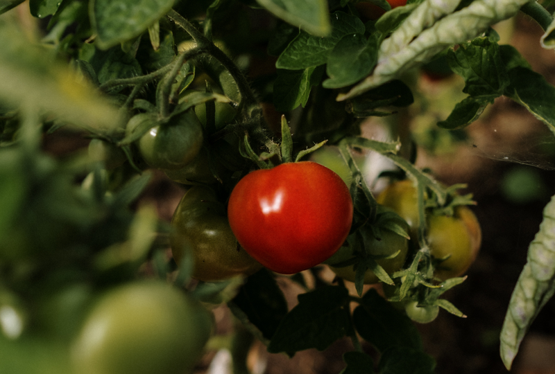 Homegrown cherry tomato