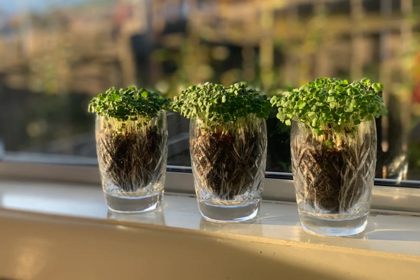 Mighty Minis Microgreens top-up pack